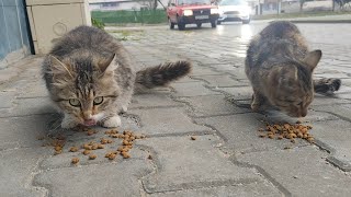 Download lagu The cats on the street told me they were hungry by meowing. mp3