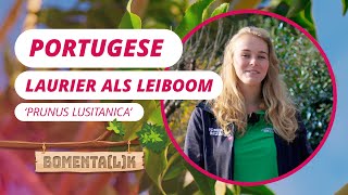 Portugese laurier leiboom 120 cm video