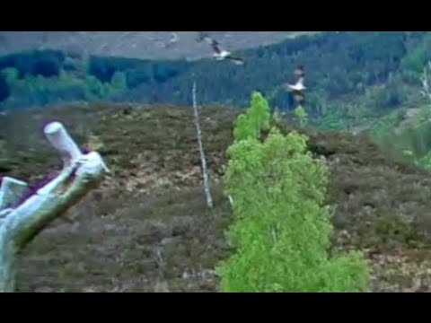 Louis the Loch Arkaig Osprey leaves the eggs to chase an Intruder Osprey 9 May 2020 (slo-mo)