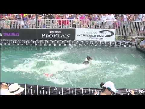 2013 IDC National Championships - Preview of Diving Dog