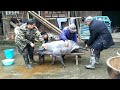 Pig Slaughter - The two old men catch pigs, the ending is so funny