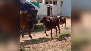 Jay dwarkadhish - YouTube