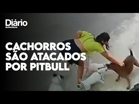 Mulher tem cachorros atacados por pitbull e é agredida pelo dono do animal
