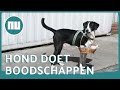 Hond doet boodschappen voor Colombiaanse eigenaar | NU.nl