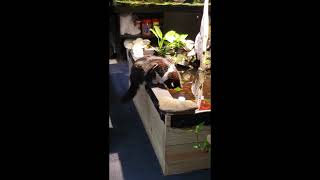 Professor Lilolman Enjoys My Indoor Koi Pond