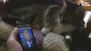 Nos animaux de compagnie face à Donald Trump