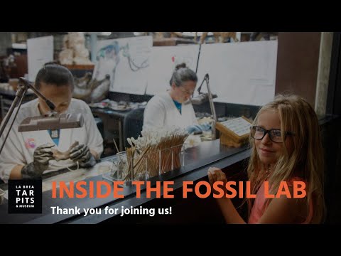 Inside the Fossil Lab: Teeth
