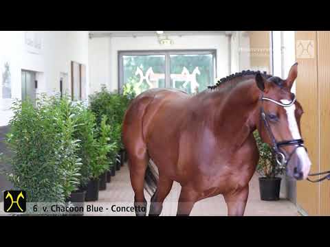 Verden Stallion Licensing 2020 - No. 6 Stallion by Chacoon Blue - Concetto - Le Matin