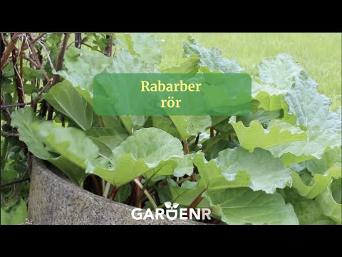 Rhubarb tubes - Gardenhacks by GardenR