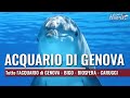 Acquario Di Genova 2022 Bigo L Ascensore Panoramico Una Visita Alla Biosfera E Caruggi Di Genova