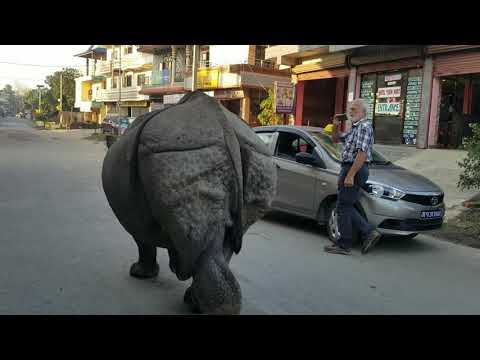 Wild Rhino Strolls Through the Streets of Nepal