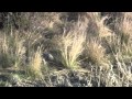 Documentary Nature - A Wolf Called Storm