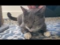 Big Cat Fights Tiny Kitten Daisy Vs Aurora