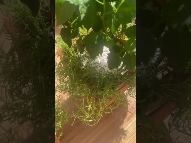 الخمطي الورد الصيني  hibiscus rosa sinensis