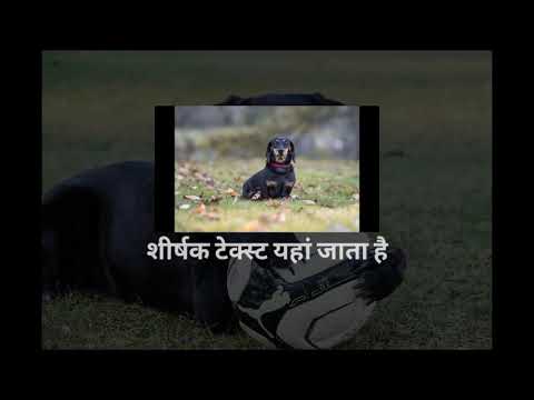 #Dog|video weri phani
