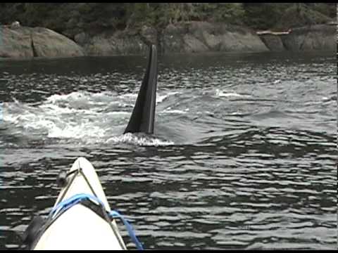 Orca whales approaching our sea kayak...