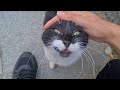 Cute Hungry Tuxedo Cat Sleeping On A Roadside In The Street