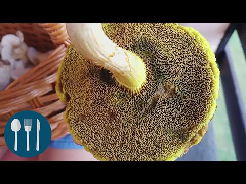 ЗЛАТАЧА /Xerocomus/ - исхрана у природи