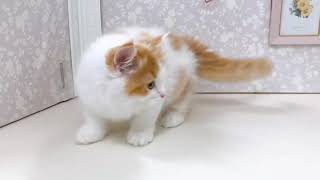 スコティッシュストレートの動画01