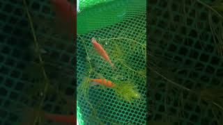 part 2, tetra breeding, nagdrop na ng egg