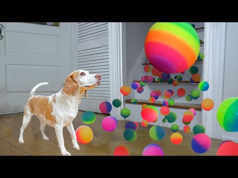 Dog Surprised with Technicolor Waterfall of BALLS!