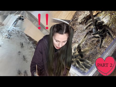 THIS could have gone WORSE .. 3 Tarantula Pairings | Jumping Spider Babies