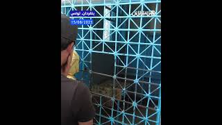 تونسيون يقفون في طوابير للحصول على الخبز بعد أن منعت السلطات 1500 مخبز خاص من شراء الدقيق المدعوم thumbnail