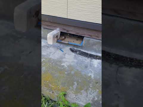 ネズミが鶏の種を食べるのを阻止し、鶏小屋から遠ざける方法のヒント