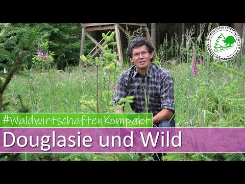 Waldwirtschaften Kompakt - Douglasie und Wild