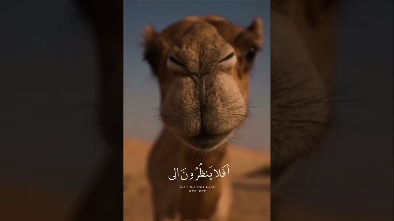 أ ف لا ي ن ظ ر ون إ ل ى