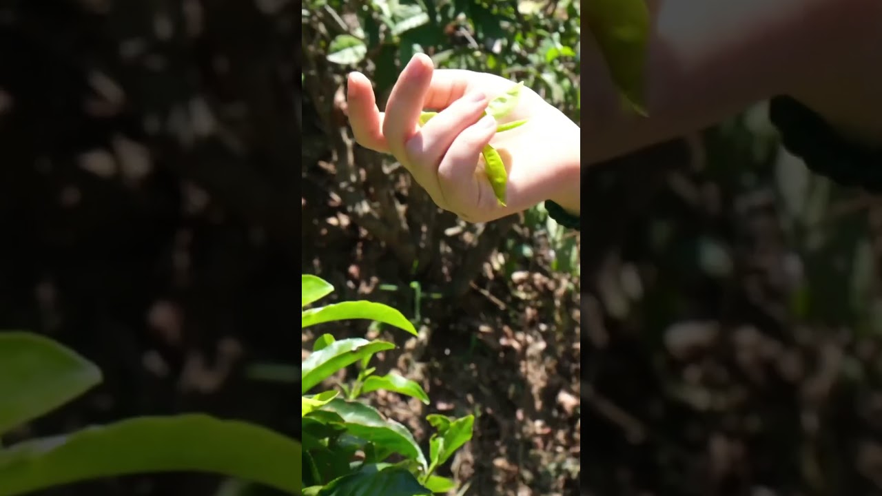 YouTube Short thumbnail