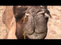 Camel Safari in the Thar Desert near Jaisalmer ...