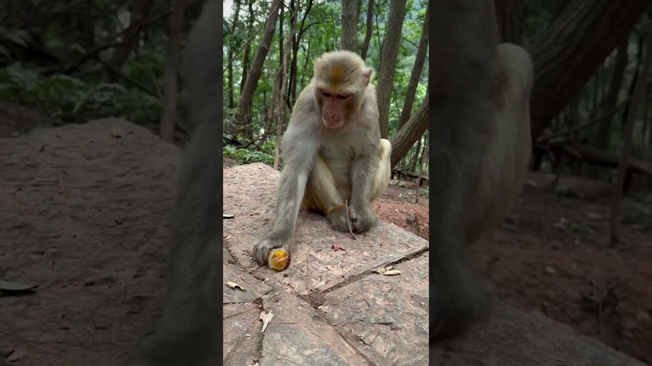 Monkey thinking he's a person