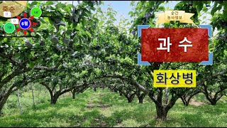 [농사정보(6월 중순)] 과수_화상병