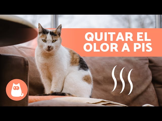 Vídeo relacionado con Ambientador Profesional TURBO TE VERDE Ph Bienestar Marofran 750ml. Ultra-Potente. Elimina Mal Olor Tabaco, Neutraliza Orina Mascotas. Bote Grande Multiuso.