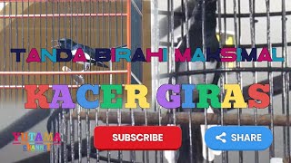 Download lagu @TANDA TANDA KACER GIRAS YG SUDAH DAPAT BIRAHI MAKSIMAL NYA SAAT DI GANTANGKAN mp3