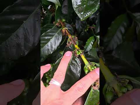 finca San felipe vergara cundinamarca