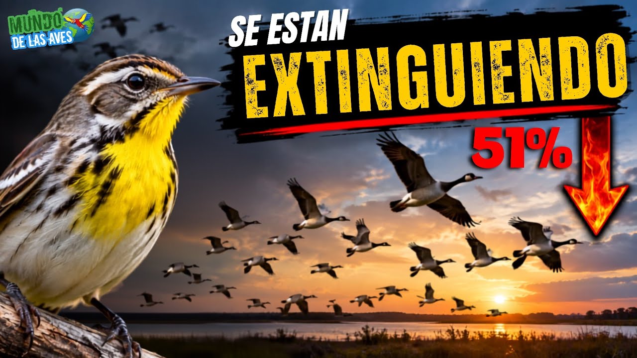 ¡Más de la Mitad de Aves Migratorias Están DESAPARECIENDO! ¿Que Está Pasando?