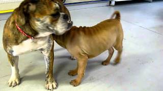 preview picture of video 'English Bulldog, Puppies, For, Sale, In, San Jose, California, CA, Ontario, Santa Rosa,'