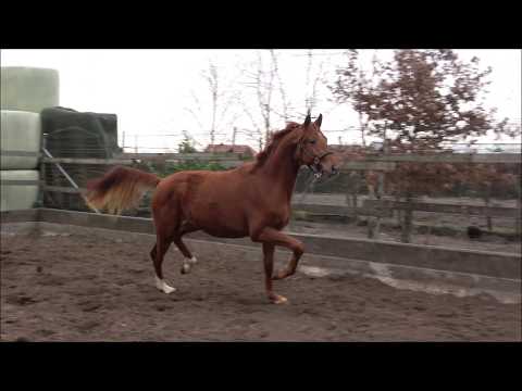 *2017 Hengst von Santo Domingo - Millennium