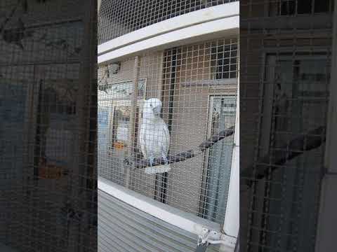 IUCN分類における絶滅の危険性を示す図。