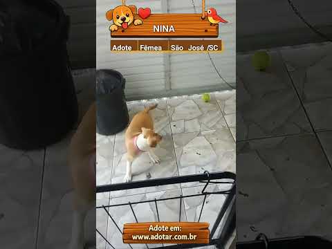 Vídeo de NINA 