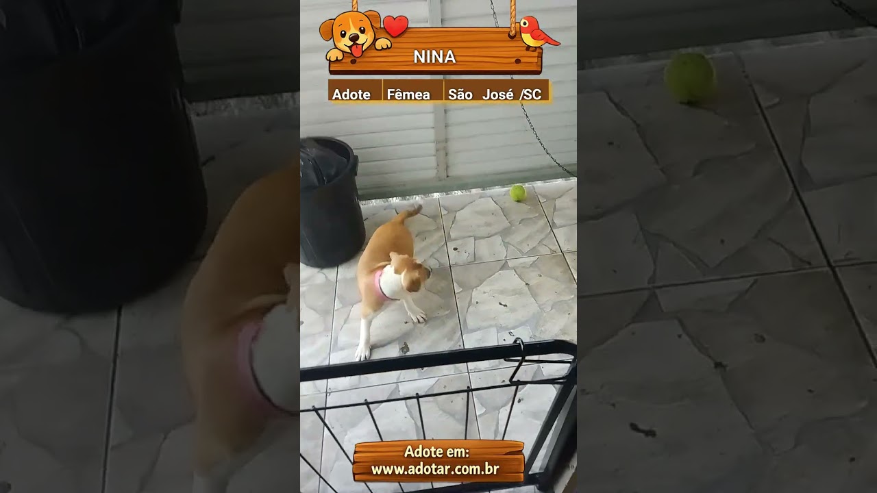 Cachorro raça SRD-ViraLata idade 2 a 6 meses nome NINA 