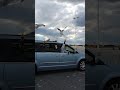 Mom Feeding Seagulls French Fries
