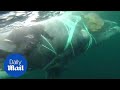 Moment Diver Tries To Rescue A Whale Tangled In Fishing Nets