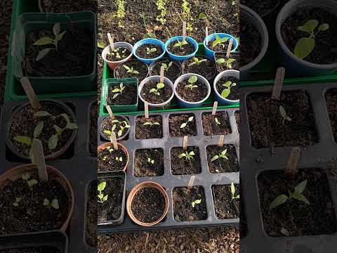 Anzucht draußen bei  Temperaturen um den Gefrierpunkt! 😱🥶