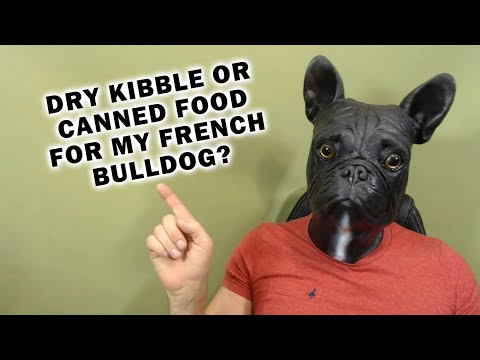 What Should I Feed My French Bulldog? Canned or Dry Kibble