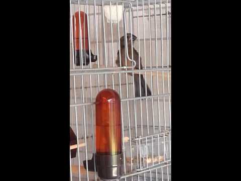 Filhote de bicudo com 45 dias churrilhando e querendo cruzar.