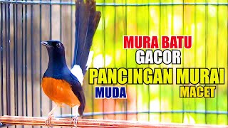 Download lagu Pancingan Murai batu Gacor Nembak, Ampuh Naikkan Emosi Murai batu Malas Bunyi Cepat Gacor mp3