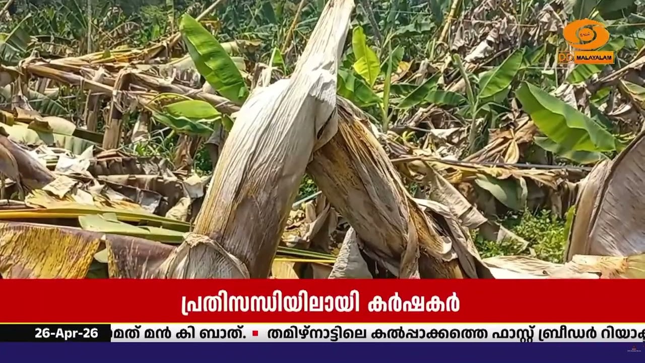 വേനൽച്ചൂടിൽ വെന്തുരുകുമ്പോൾ വേനൽമഴയിലുണ്ടായ കൃഷി?